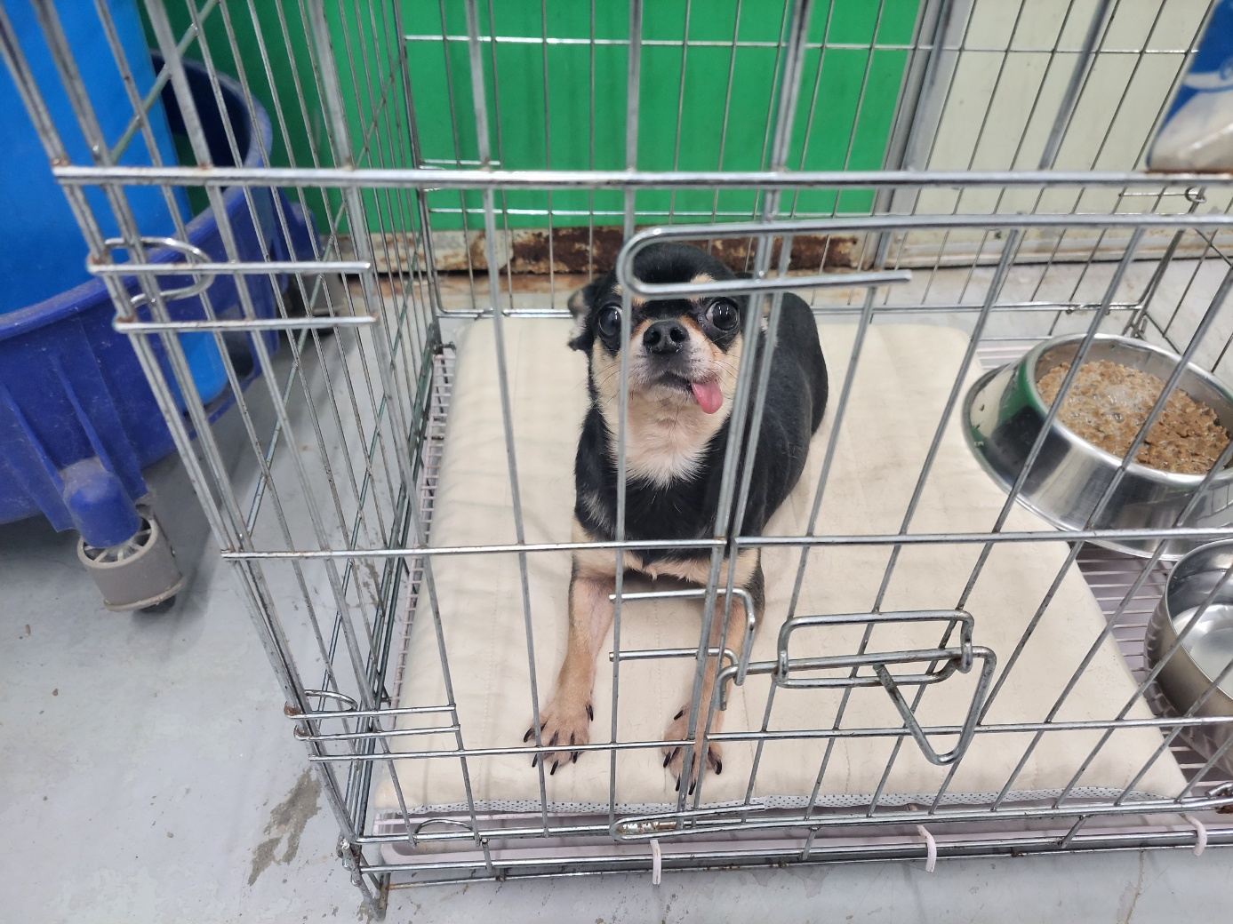 고양시동물보호센터_441394202301949